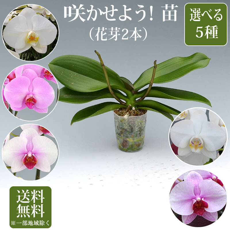 胡蝶蘭 苗(花芽2本) 3,000円(税別)【胡蝶蘭 花苗 開花株 成熟株 洋ランの苗 胡蝶蘭栽培 育て方 上級者向け】【ko】【ya】【2up】