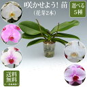 胡蝶蘭 苗(花芽2本) 3,000円(税別)【胡蝶蘭 花苗 開花株 成熟株 洋ランの苗 胡蝶蘭栽培 育て方 上級者向け】【ko】【ya】【2up】