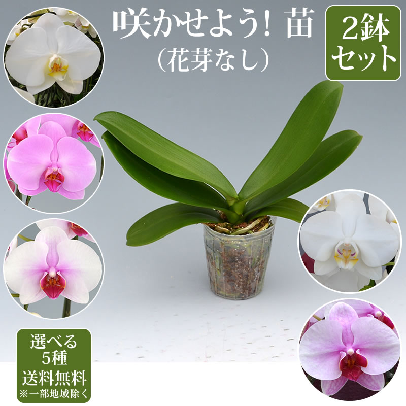 胡蝶蘭 苗(花芽無し)2鉢セット3,500円(税別)【胡蝶蘭 花苗 開花株 成熟株 洋ランの苗 胡蝶蘭栽培 育て方 上級者向け】【ko】【ya】【2up】