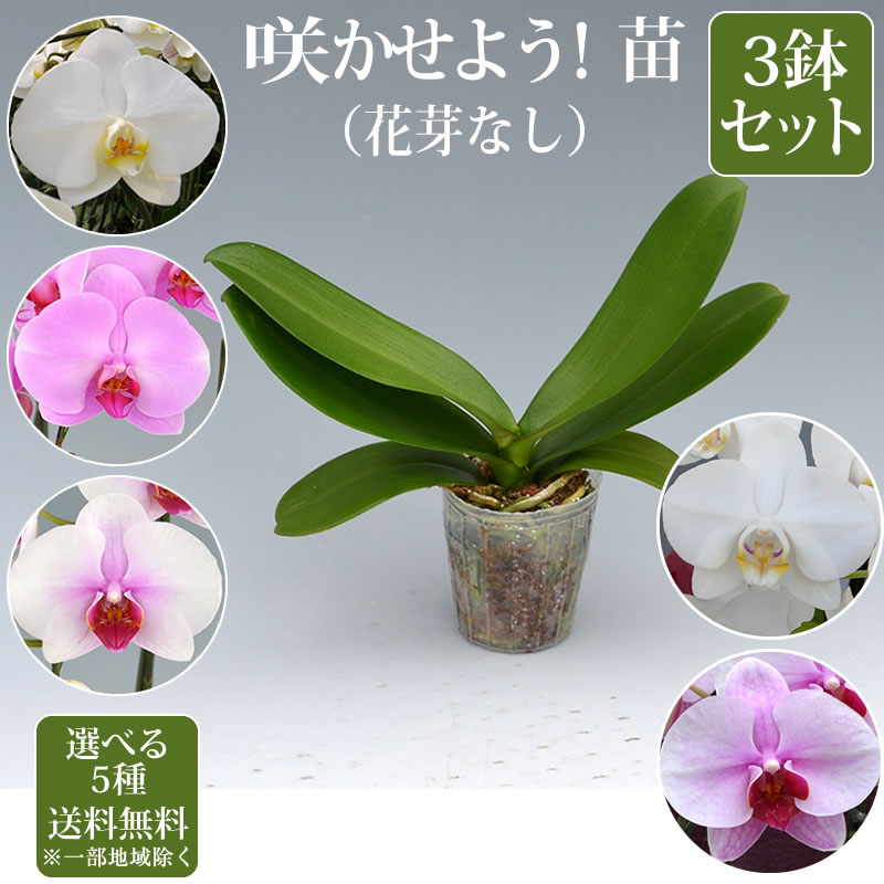 胡蝶蘭 苗(花芽無し)3鉢セット4,500円(税別)【胡蝶蘭 花苗 開花株 成熟株 洋ランの苗 胡蝶蘭栽培 育て方 上級者向け】【ko】【ya】【2up】