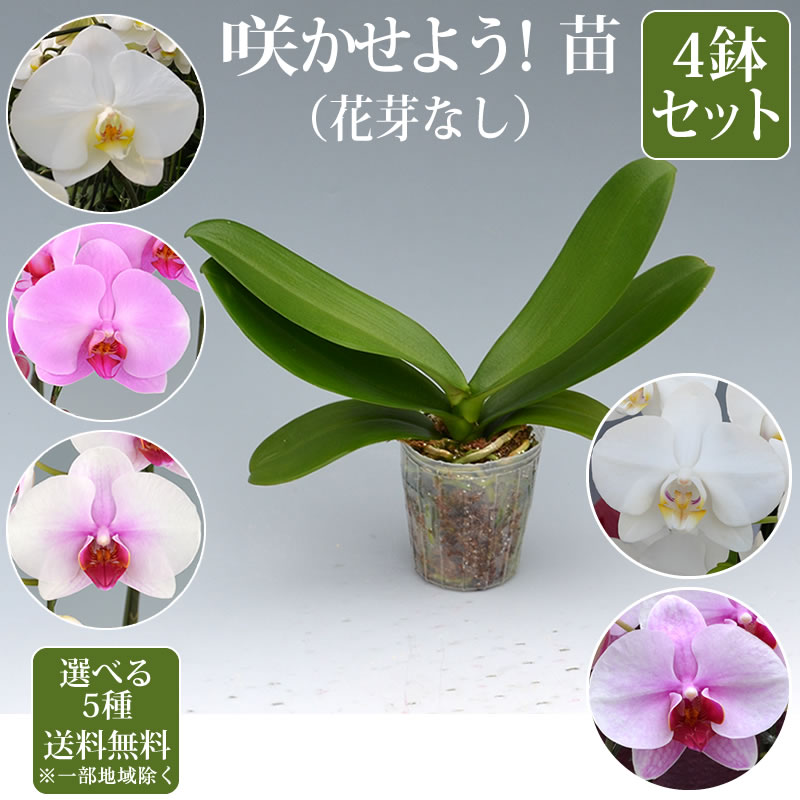 胡蝶蘭 苗(花芽無し)4鉢セット5,500円(税別)【胡蝶蘭 花苗 開花株 成熟株 洋ランの苗 胡蝶蘭栽培 育て方 上級者向け】【ko】【ya】【2up】