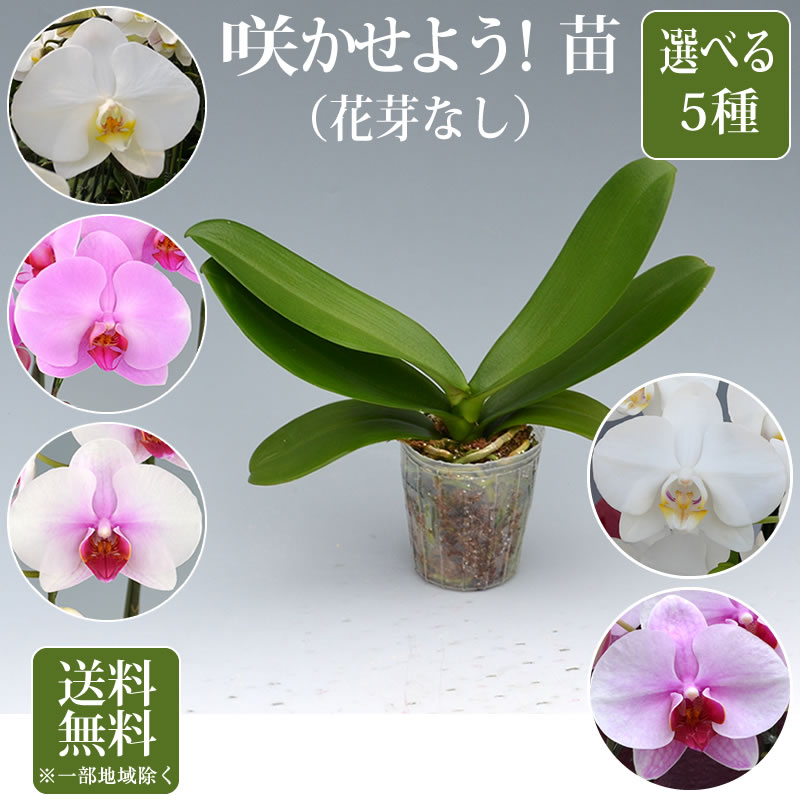 胡蝶蘭 苗(花芽無し)2,500円(税別)【胡蝶蘭 花苗 開花株 成熟株 洋ランの苗 胡蝶蘭栽培 育て方 上級者向け】【ko】【ya】【2up】