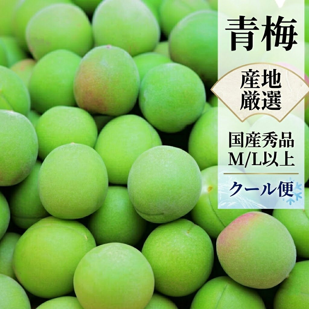 0 青梅　Mサイズ　注文ページ 楽天市場】青梅 mサイズ（梅｜フルーツ・果物）：食品の通販