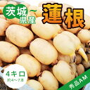 【産地より直送】れんこん 霞ヶ浦れんこん 約4kg レンコン 蓮根 MAサイズ 秀品 贈答用 ギフト 産地厳選 国産 茨城県産 土浦