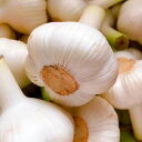【2024年産新物】にんにく 青森 国産 A品 新鮮 生にんにく 秀品 S〜Lサイズ ニンニク 白にんにく 業務用 家庭用 皮むけなし 黒にんにく作りなど 新物...