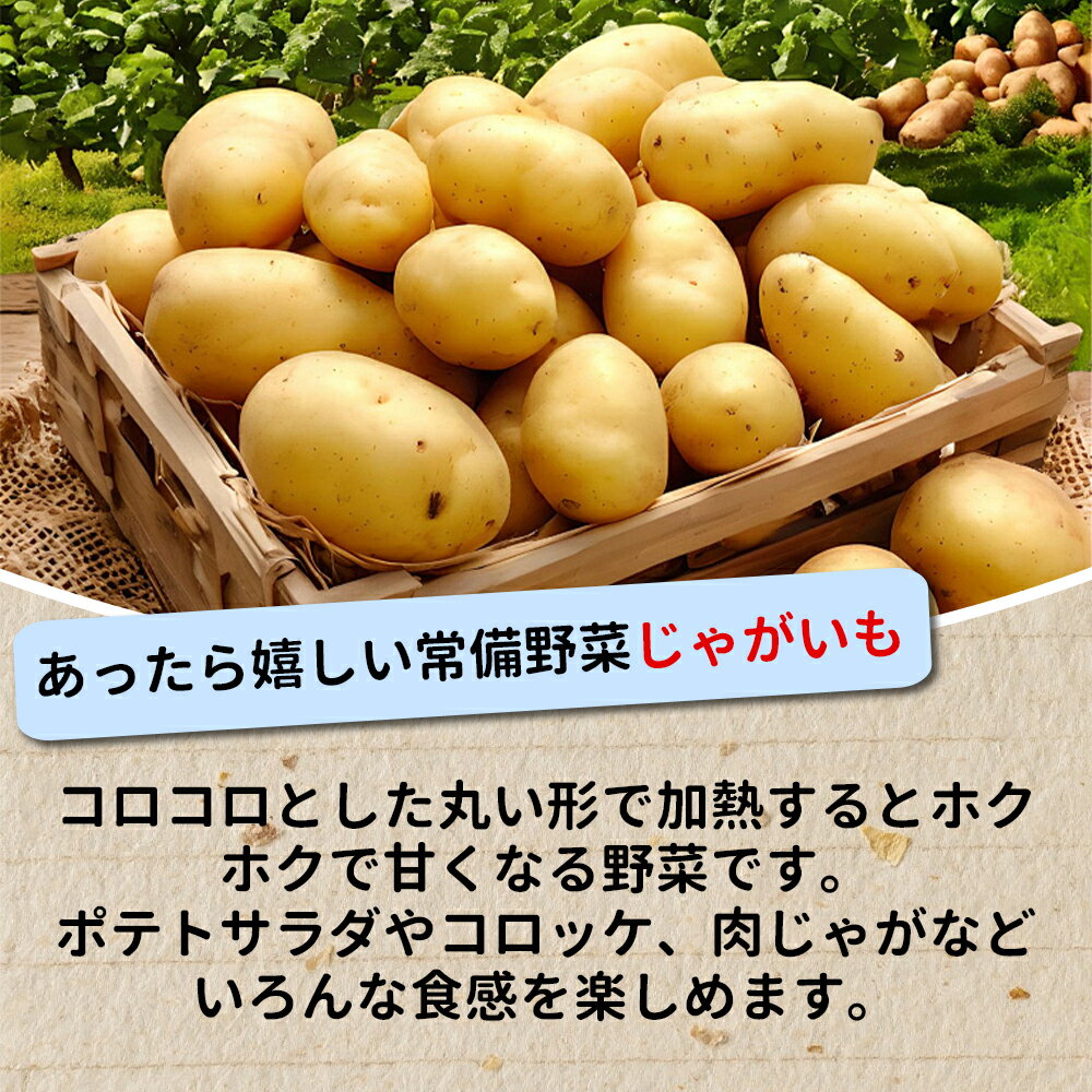 【旬の定番野菜】 野菜セット さつまいも じゃがいも 玉ねぎ にんじん 蓮根 約3キロ/5キロ 季節の新鮮野菜 3品目～5品目野菜詰め合わせ 定番 万能 ご家庭用 大量 ebinetokyo-10000043 えびねの多菜生活楽天市場店 サンプル画像2