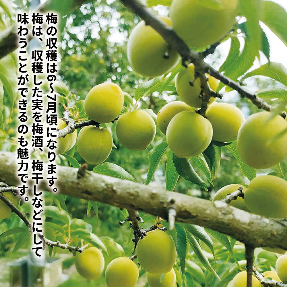産地厳選 青梅 あおうめ 今年の新物 茨城産 和歌山産 福島 山形産 国産 秀品 1kg,2...
