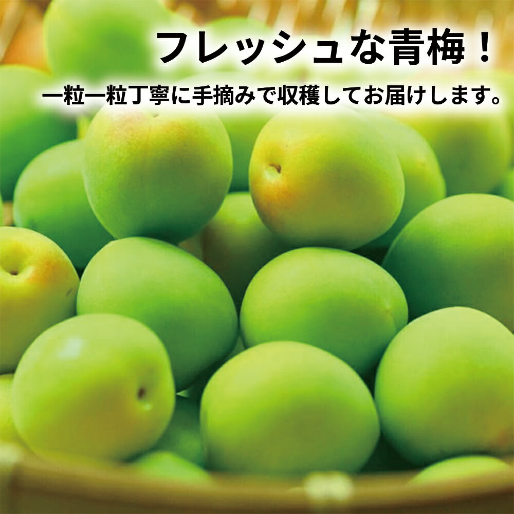 産地厳選 青梅 あおうめ 今年の新物 茨城産 和歌山産 福島 山形産 国産 秀品 1kg,2...
