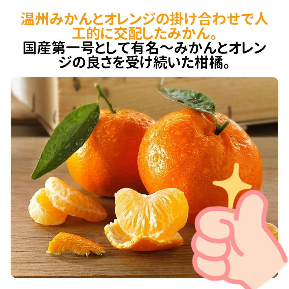 ���ϸ��� ����� ����� �������󥴡��� ��̡���� �ֽ� 2kg/3kg/5kg/10kg ��������� ���� ����� �ߤ��� �Ť� �����󤻥���� �²λ����� ��ɲ�����ʤɹ��⻺ ������ �ե롼�� �ܤβ�ʪ ������� £����