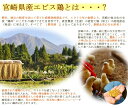 ebisu-web:10000085のサンプル画像3