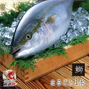 ブリまるごと1本（4kg前後） 鰤しゃぶ 照焼き お刺身 刺身 鮮魚 嫁 ぶり 海鮮 ギフト 天草 天草ブリ 送料無料