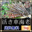 車海老 活き【送料無料】【上天草産】フジオカの活き車海老1kg【楽ギフ_包装】車えび・車エビ・クルマエビ・お歳暮ギフト・贈答用・贈り物1000g【海老/生き】天草産直便（さしみ）