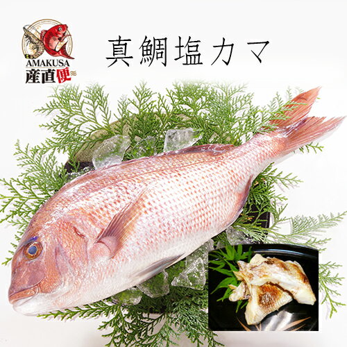 真鯛塩カマたっぷり1kg 冷凍 海鮮ギフト お年賀 敬老の日 ボリューム 魚 塩焼き 肴 BBQ バーベキュー 真鯛 深川水産 天草 マダイ 鯛 たい 送料無料 あす楽