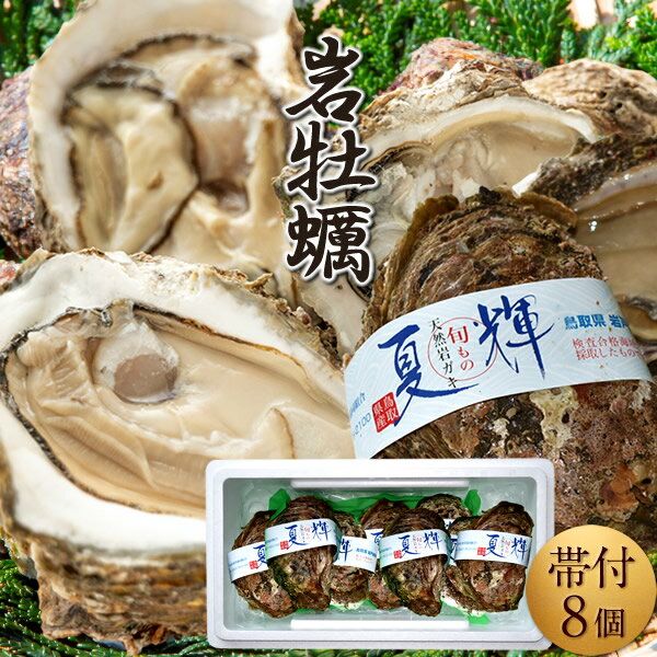 Rakuten - 岩牡蠣 生がき［8個入］夏輝なつき 殻付き生牡蠣 天然岩ガキ 特大 ブランド認定帯付き 生食用 旬カキ 鳥取県産 岩がき いわがき ブランド牡蛎［父の日ギフト お中元］