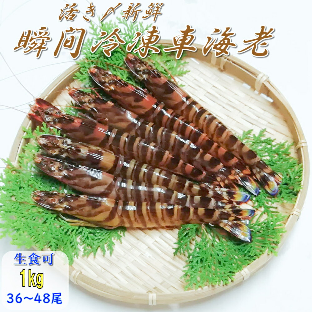 y̓MtgΉzuԗⓀ ԊCV 1kg (36`48)F{Y  ̂ꂽđuԗⓀőNxQI Ε Ε 蕨  a v[g  Ԃ GrtC 䒆 hV̓ }Ⓚ