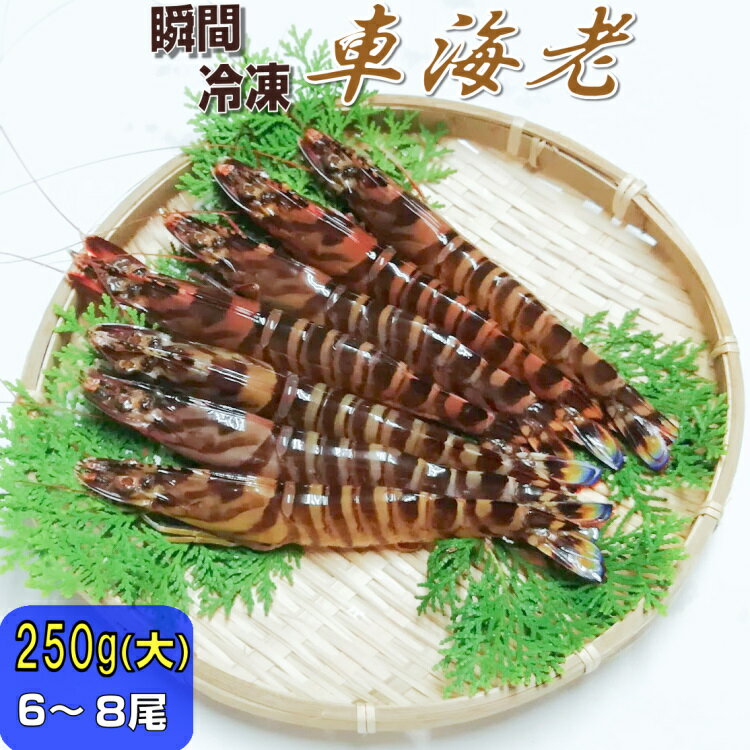 瞬間 冷凍 車海老 250g (大)(6-8尾) 【大サイズ厳選品】 熊本県産 送料無料 採れたて即時瞬間冷凍で鮮度抜群！ 御歳暮 お歳暮 贈り物 贈答 誕生日 プレゼント さしみ しゃぶしゃぶ エビフライ 御中元 敬老の日 急速冷凍