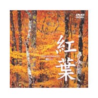 【仕入先在庫 平日出荷】【送料区分A】【在庫僅か(即納可能)】シンフォレスト 紅葉　－もみじ－ SDA37