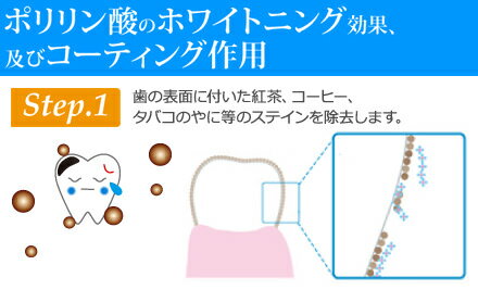 口コミから大ヒット♪【送料無料】ポリリンホワイト EX 医薬部外品 薬用歯磨き 内容量19mL 1本_※約1ヶ月分 歯磨きポリリン酸配合 口臭対策 ホワイトニング WHITENING トゥース リジェンティス