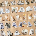 MT307 動物 猫 写真 ネコ ねこ コラージュ 素材 ロールシール コラージュ シール コラージュシール コラージュ素材 紙もの 手帳 日記 ジャンクジャー...
