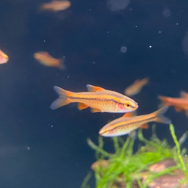 国産 チェリー バルブ 2-2.5cm前後 5匹 熱帯魚 アクアリウム 淡水魚 人工飼料 混泳 バルブ コイ科 小型魚 水草 ブリード Puntius titteya