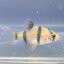 "3匹" スマトラ 1.5-2.5cm前後 熱帯魚　アクアリウム　淡水魚　人工飼料　混泳 バルブ コイ科 小型魚 水草 Puntius tetrazona