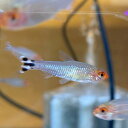 "5匹" ラミーノーズテトラ 2-3cm （東南アジアブリード）　熱帯魚　小型魚　アクアリウム　淡水魚　人工飼料　混泳 小型水槽　群栄魚　人気魚　水草水槽 Hemigrammus bleheri