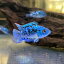 ブルーデンプシー 2-3cm 1匹 (東京倉庫出荷) ブリード アクアリウム 熱帯魚 大型魚 淡水魚 人工飼料 混泳 改良品種 肉食魚 シクリッド ジャックデンプシー 1,320円