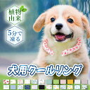 2本入【ペットの暑さ対策!】 猫 クールリング 犬 クールネックリング 冷感リング 長持ち ネッククーラー 犬 クール ネックリング クール バンド ネック 犬...