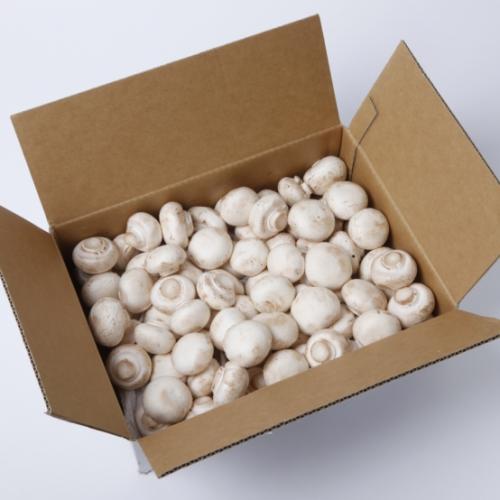ホワイトマッシュルームA品 2kg箱 【岡山】業務用(生きのこ)※賞味期限出荷日より4日【クール便指定商品】【VC】のサムネイル