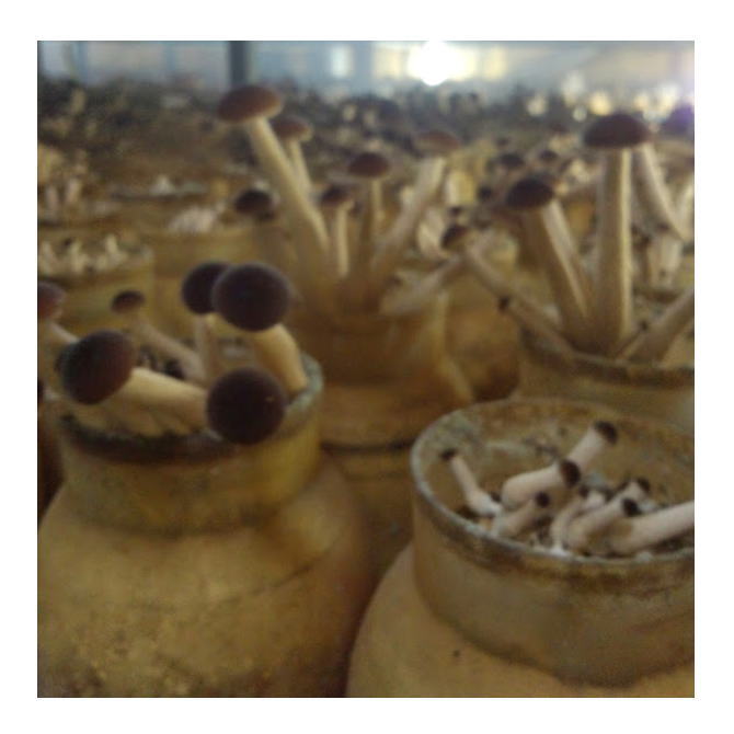 ���ޤĤ��� 100g��20�ѥå�(2kg) ��̳�ѡ�Ĺ���(�����Τ�)�ڥ������ػ��꾦�ʡۡ�VC��