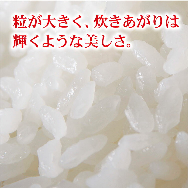 米 令和5年産 新潟産 新之助 5kg×2で10kg 真空パック 備蓄 お米 しんのすけ 内祝 お礼 ご挨拶 お祝い