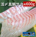 活〆真鯛サク(約600g)(4~5人前)【 刺身柵 お刺身 セット 】