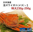 日本海産 活ズワイガニ（メス）せいこ蟹特大230g～250g【　蟹　せいこがに　】