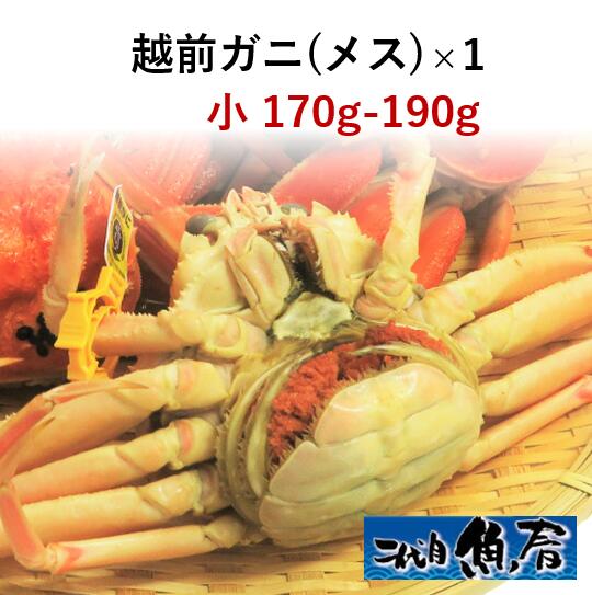 越前ガニ（メス）せいこ蟹小　170g～190g【　越前蟹　せいこがに　】