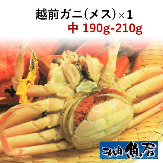 越前ガニ（メス）せいこ蟹中　190g～210g【　越前蟹　せいこがに　】