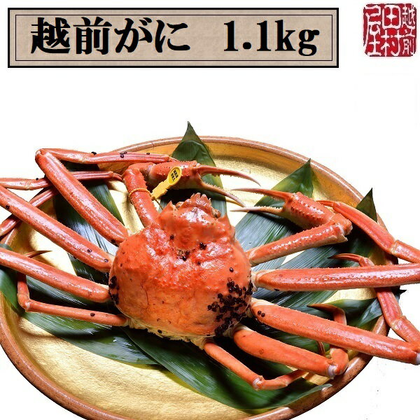 【冷蔵便　かに商品以外は同梱不可】福井県産 ゆで越前がに 活1.1kg〜1.19kg　越前田村屋 　送料込み！のサムネイル