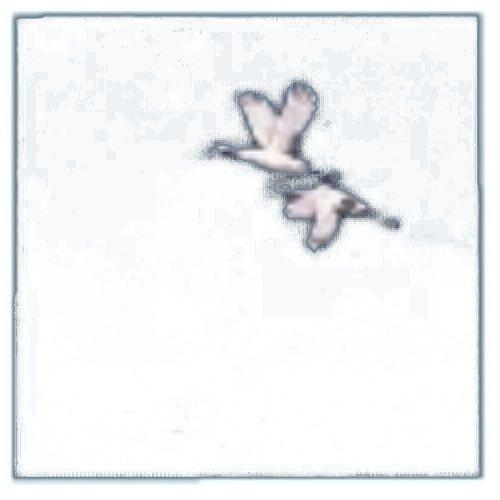 ARTEC OPクリア四季　鶴（200枚入）OS−12−1【QKL111】