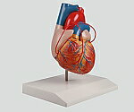 AS ONE バイパス付心臓2分解モデル 80×80×1408-8316-01