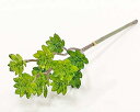 (丸和貿易)いろはに花 舞草 グリーン (400860603)