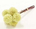 (丸和貿易)いろはに花 手毬菊 ホワイト (400860802)