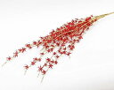 (丸和貿易)いろはに花 寿草 レッド (400861501)