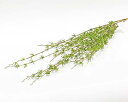 (丸和貿易)いろはに花 寿草 グリーン (400861502)