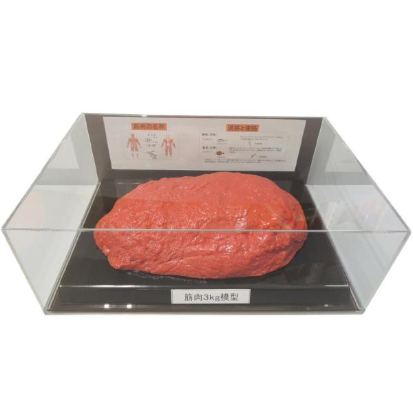 COMOLIFE コモライフ 筋肉模型フィギュアケース入 3kg IP-988 (1379537)