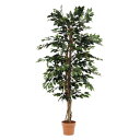FUJIBOEKI 不二貿易 観葉植物 フィカス 1124 A 52662 (1479935)