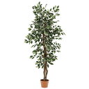 FUJIBOEKI 不二貿易 観葉植物 フィカス 690 B 52663 (1479936)