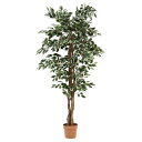 FUJIBOEKI 不二貿易 観葉植物 フィカス 1124 B 52664 (1479937)