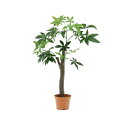 FUJIBOEKI 不二貿易 観葉植物 パキラ 朴の木タイプ 52665 (1479938)