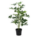 FUJIBOEKI 不二貿易 観葉植物 ヤドリフカノキ 216 52693 (1479946)