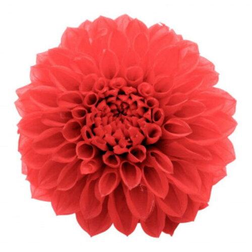 フラワート(Flowerart) ダリア ユウゼン レッド(M) 2輪入り プリザーブドフラワー花材 フィオリエンテ ..