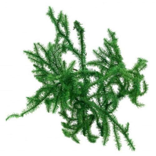 &nbsp;メーカー&nbsp;フラワート(Flowerart)&nbsp;商品カテゴリ&nbsp;ドライ・プリザーブドフラワー＞プリザーブドフラワー&nbsp;発送目安&nbsp;1週間以内に発送予定&nbsp;お支払方法&nbsp;銀行振込・クレジットカード&nbsp;送料&nbsp;送料無料&nbsp;特記事項&nbsp;&nbsp;その他&nbsp;